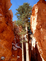 "Wall Street" in Bryce Canyon National Park