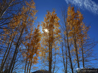 Aspen at Hart Prairie near Flagstaff Arizona