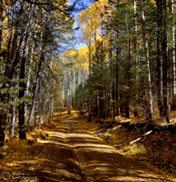 Fall Color along Hart Prairie Road near Flagstaff Arizona