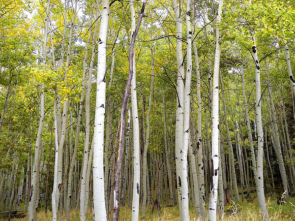 Aspen Trees in Lockett Meadow
