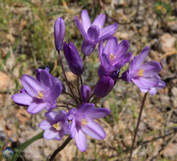 Desert Hyacinth along the Apache Trail