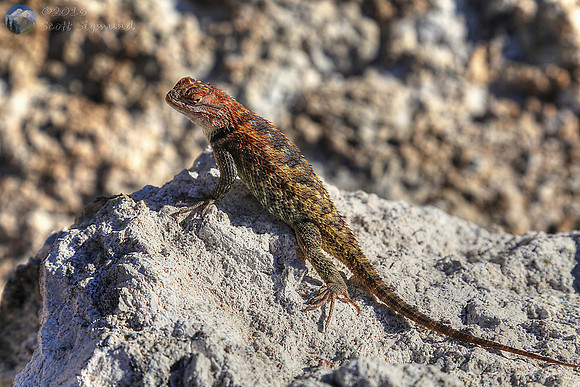 Lizard at Boyce Thompson Arboretum
