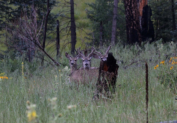 Young bucks near Reno Lookout