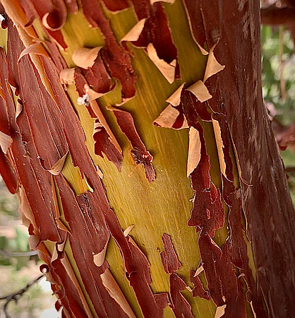 Manzanita Bark