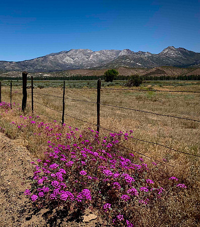 Meadow near Lake Hemet