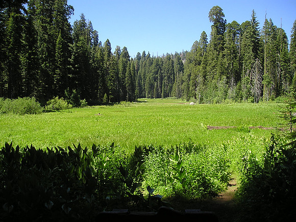 Meadow in Sequoia National Park