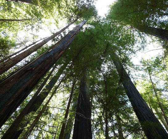 Big Basin Redwoods State Park