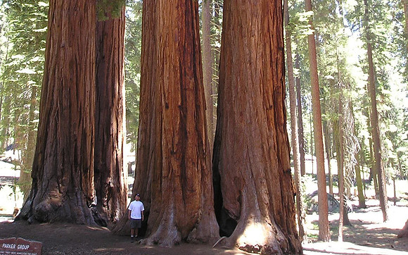 The Parker Group in Sequoia National Park