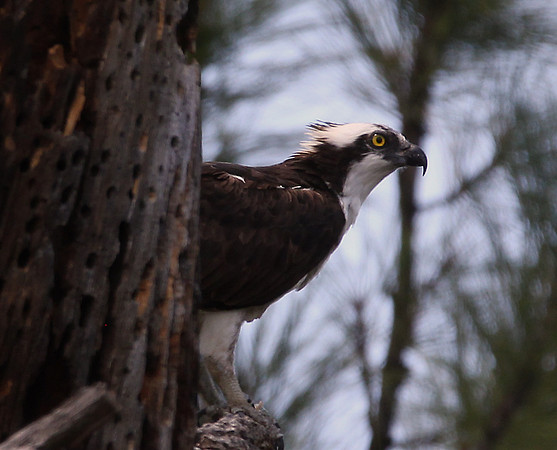 Osprey?