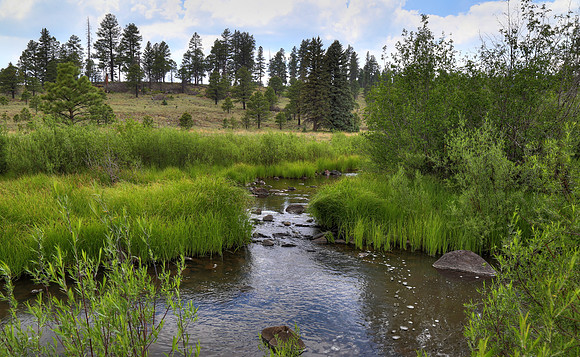 Near the East Fork of the Black River