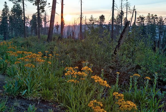 Sunrise along the Devil's Highway
