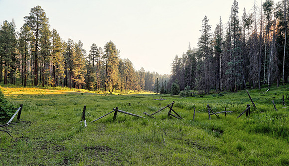 Near Hannagan Meadow