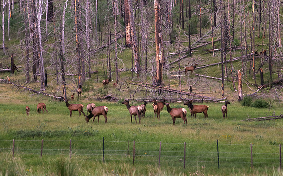 Elk Herd near Alpine
