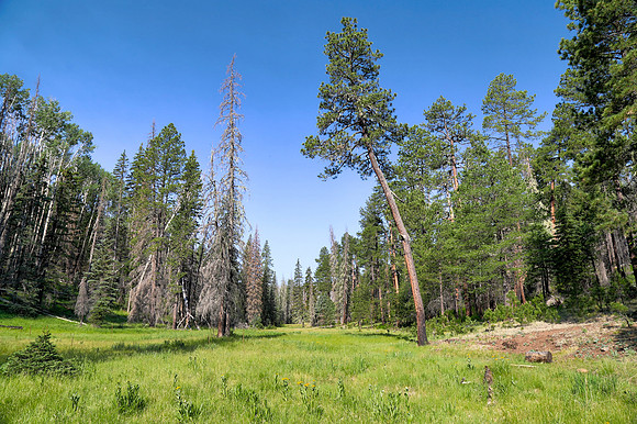 Unnamed Trail in the Blue Range Primitive Area