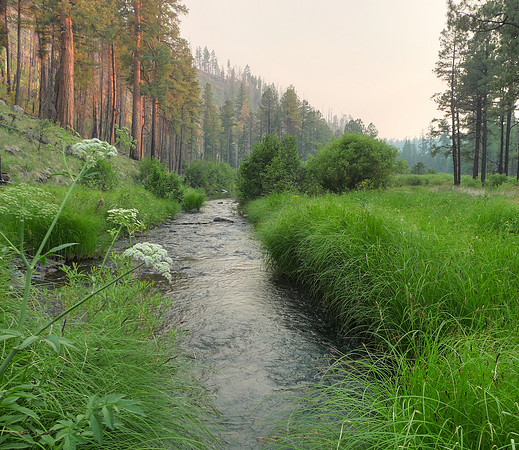 East Fork of the Black River at Horse Springs Campground