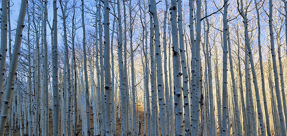 Along the Inner Basin Trail