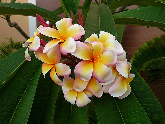 Plumeria