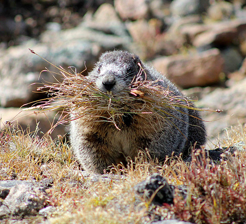 Yellow Bellied Marmot near Sundance Mountain