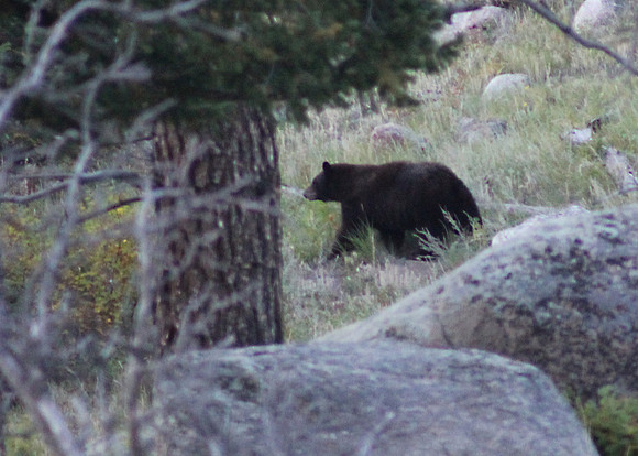 Black Bear