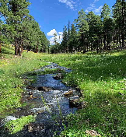 Meadow near Horse Creek
