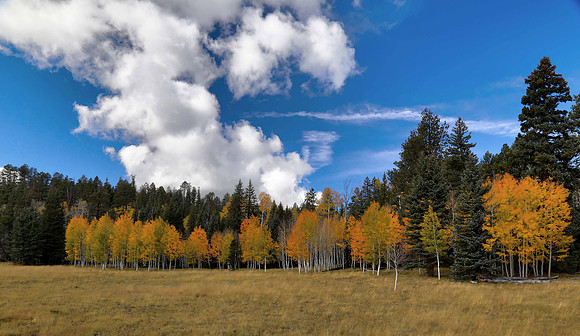 Fall color near the Grand Canyon's north rim