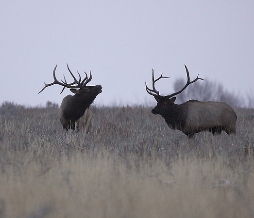 Bull Elk near Jenny Lake