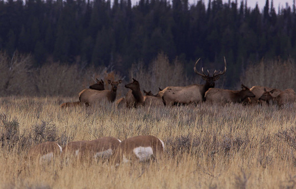 Elk harem near the Snake River