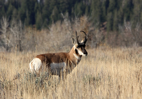 Male antelope near Lupine Meadows