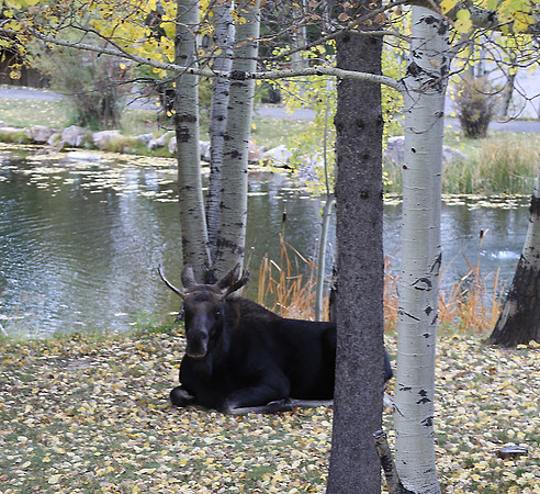 Moose at Spring Creek Ranch