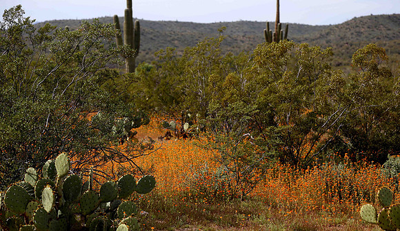 Desert Globe Mallow at Usery Pass