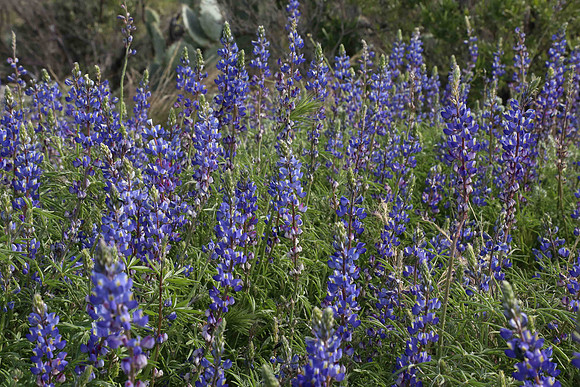 Lupine Along the Apache Trail