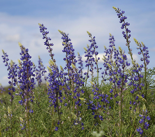 Blue Lupine near Saguaro Lake