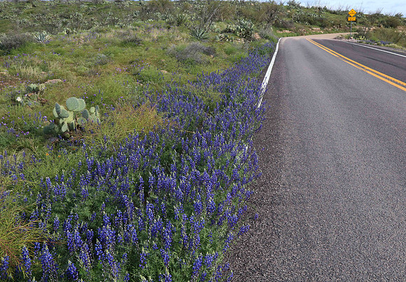 Lupine Along the Apache Trail