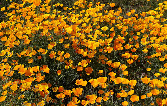 Mexican Gold Poppies