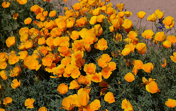 Near Saguaro Lake