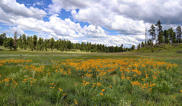 Meadow Near Three Forks