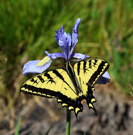 Western Tiger Swallowtail