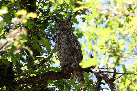 Great Honrned Owl
