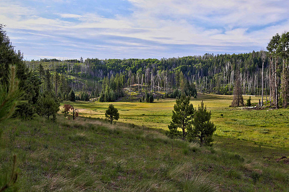 Meadow near KP Creek