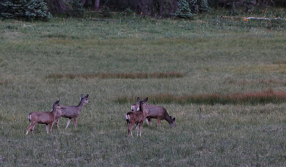 Deer in Hannagan Meadow