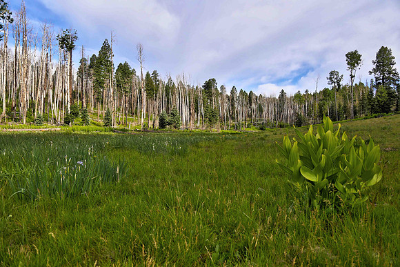 Meadow near KP Cienega Campground