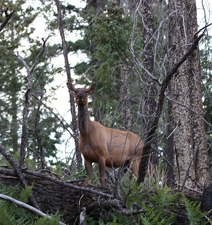 Elk near Reno Lookout