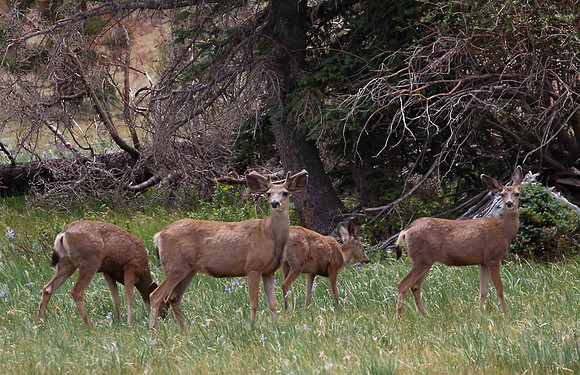 Deer near Big Lake