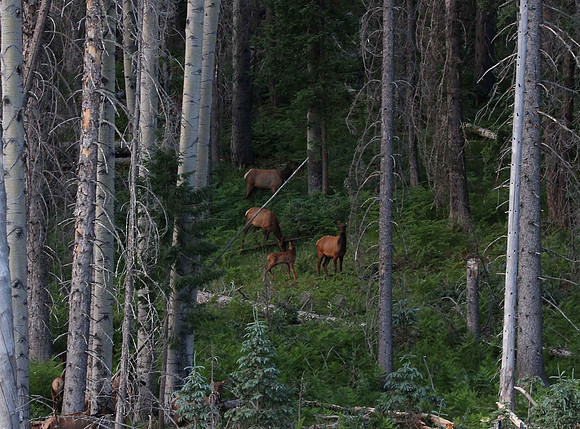 Elk near KP Cienaga Campground