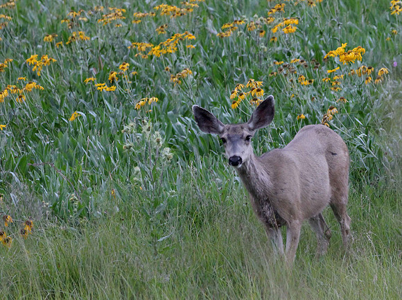 Deer Near Hannagan Meadow