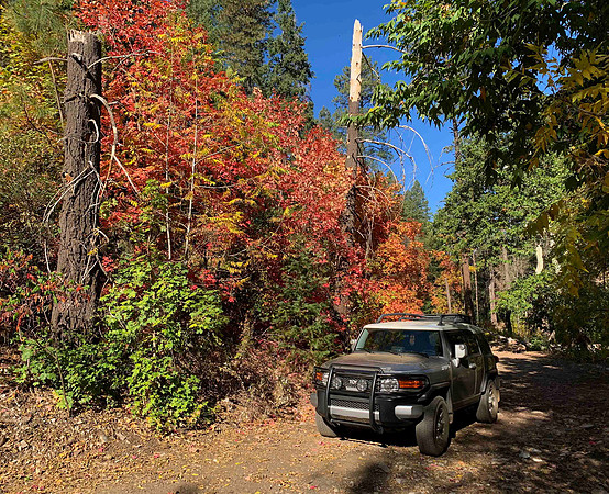 Fall color along Reynolds Creek