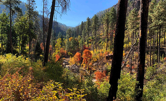 Fall color along Reynolds Creek