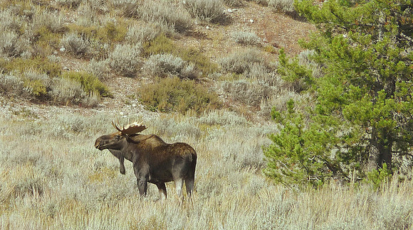 Moose