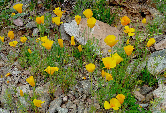 Mexican Gold Poppies at North Mountain Park in Phoenix