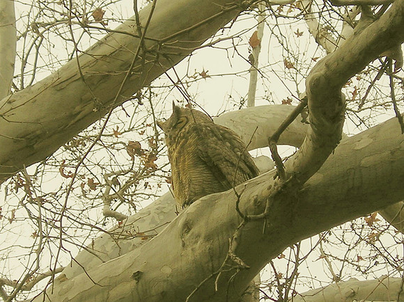 Owl along the Boynton Canyon Trail